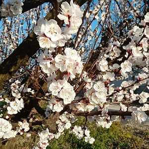 https://les-abricots.fr-provencehotel.com